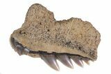 Fossil Cow Shark (Notorynchus) Tooth - Maryland #71100-1